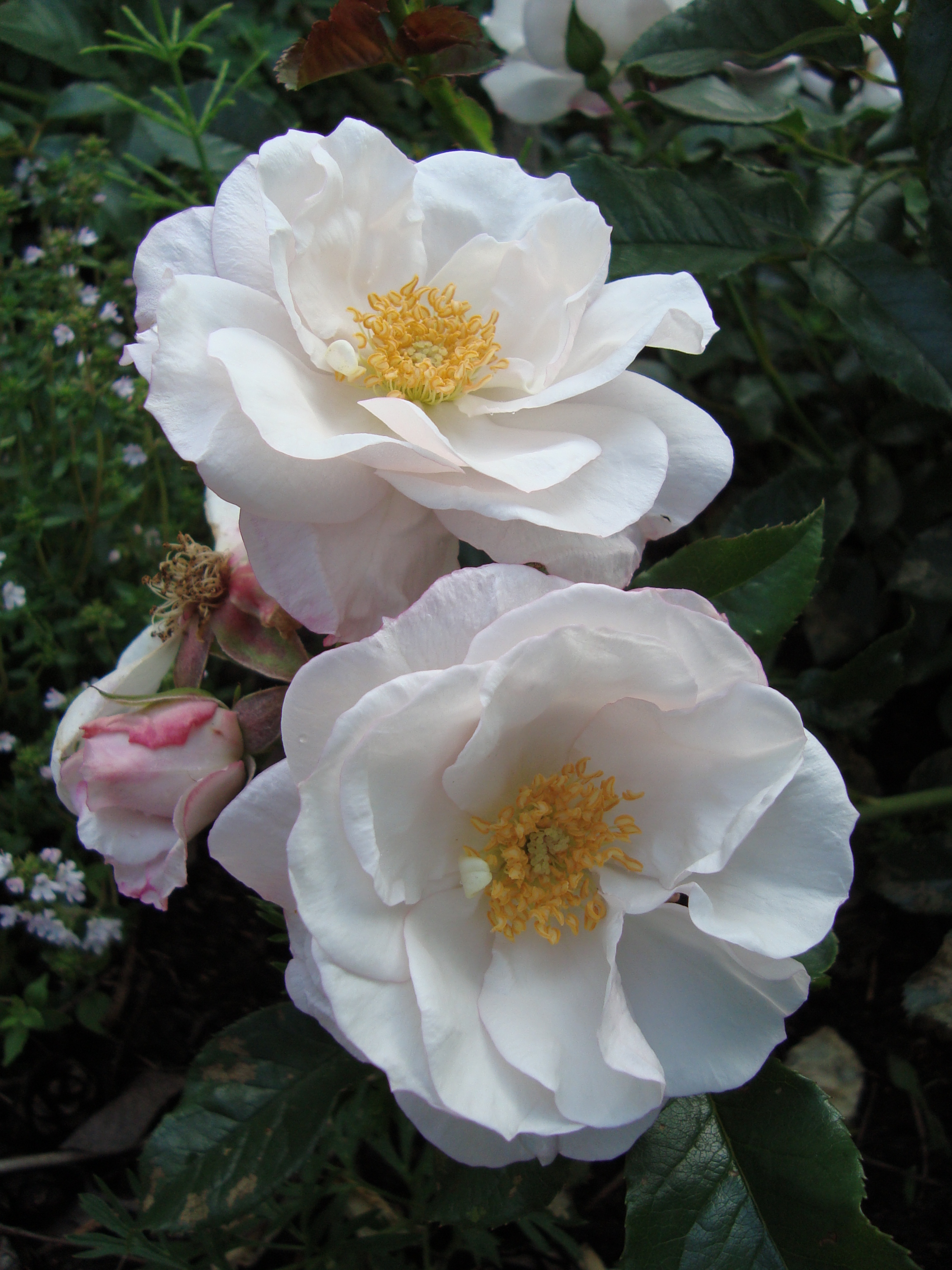 Rosa bracteata 'Pearl Drift'